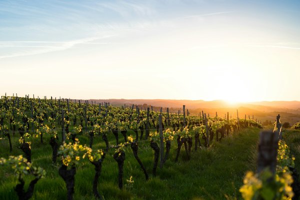 Comment planifier une visite des vignobles de la vallée de la Hunter en Australie : dégustations et hébergements ?